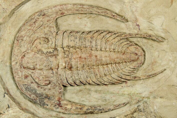Early Cambrian Trilobite (Perrector) - Tazemmourt, Morocco #350855